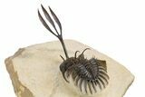 Trident Walliserops Trilobite - Exceptional Preparation #300601-4